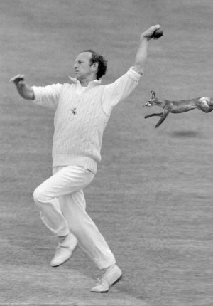 A fox ran behind Derek Underwood's arm and proceeded to bound around the ground before disappearing into the crowd © Getty Images (Representational Photo as fox has been added)