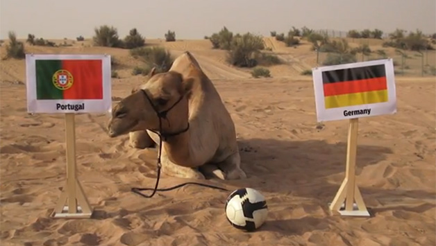 Shaheen the Camel seems to be rooting for Portugal ahead of their important clash against Germany. Photo Courtesy - Screengrab.
